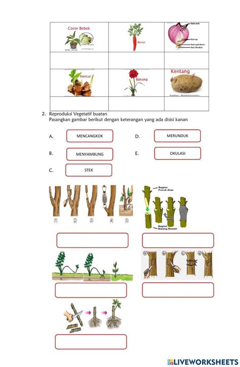 Perkembangbiakan Generatif Dan Vegetatif Pada Tumbuhan