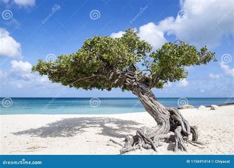 Divi Divi Tree On Eagle Beach Aruba Caribbean 1 Stock Photo Image