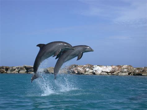 Dolphins Jump Two By Thijspp On Deviantart