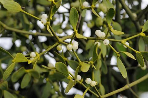 How Mistletoe Became Everyone S Favorite Parasite Plants Sacred Plant Common Garden Plants
