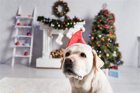 Labrador Dog In Santa Hat Decorated Stock Image Image Of Pine