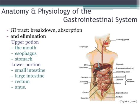 PPT DISORDERS OF THE GASTROINTESTINAL SYSTEM PowerPoint Presentation