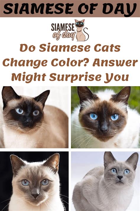 Siamese Cats Facts Siamese Kittens Cat Facts Cats And Kittens