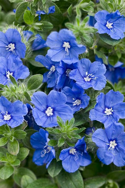10 Bonny Blue Plants And Flowers Blue Plants Garden Vines Annual Plants