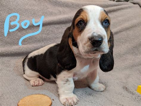 Basset Hound Puppies In Leicester Leicestershire Gumtree