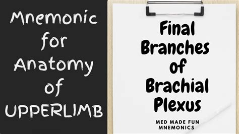 Brachial Plexus Anatomy Branches And Mnemonics Kenhub The Best Porn