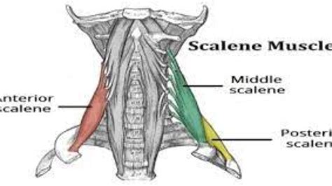 Scalenus Anterior Medius And Posterior