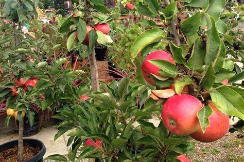 Deciduous Fruit Trees Tropical Fruits And Berries Alladin Nursery
