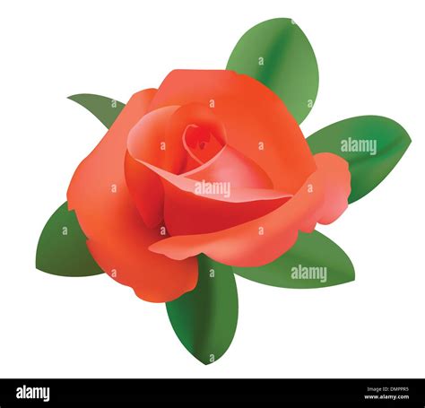 Vector Illustration Of Red Rose Stock Vector Image And Art Alamy