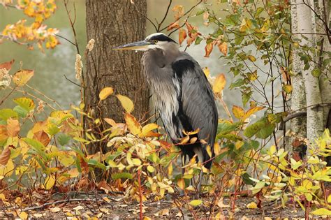 Picture Birds Herons Trunk Tree Animals 2048x1365