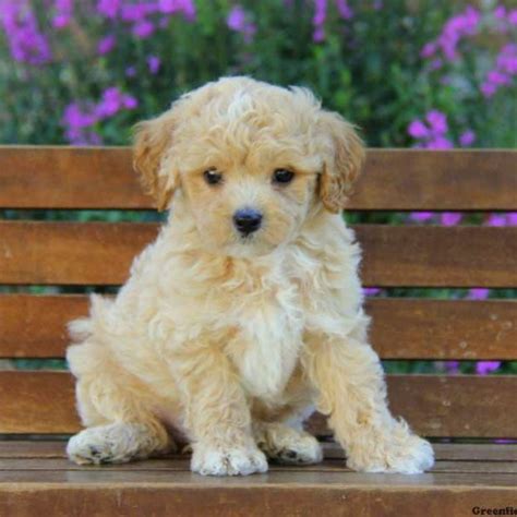 The malti poo loves to play or curl up on the couch for a nap. Maltipoo Puppies For Sale - Maltipoo Breed Profile ...