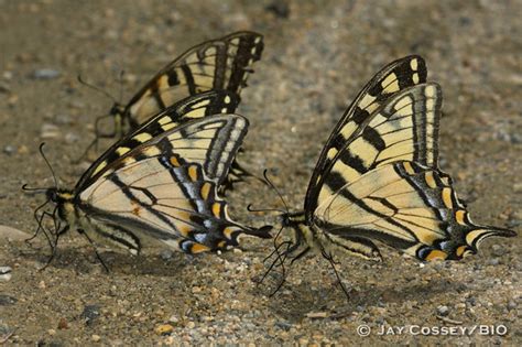 Canadian Tiger Swallowtails Puddling R Rmnp Pfn Flickr