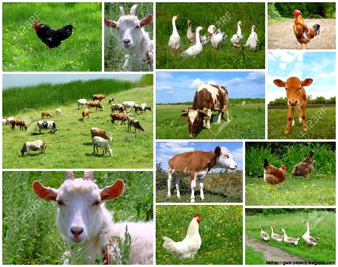 Real Farm Animals Collage Amazing Wallpapers