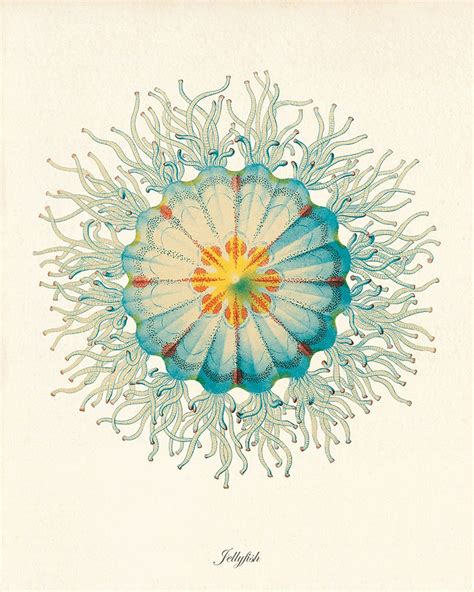 Jellyfish Art Print Vintage Prints Old Prints Nautical Art Etsy Uk
