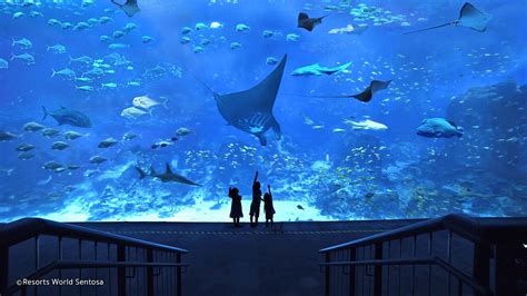Sea Aquarium Singapore Resorts World Sentosa
