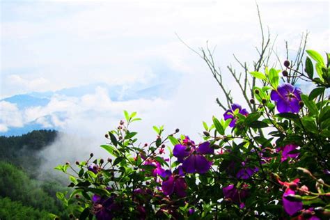 3840x2160px 4k Free Download Mountains Mist Shrouded Sky Flowers
