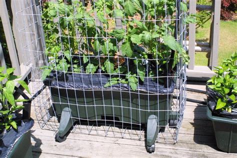 The Indestructible Earthbox Tomato Cage With Images Earthbox