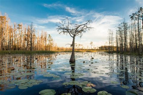 Take Action Protect Okefenokee Swamp From A Titanium Mine Waterkeeper