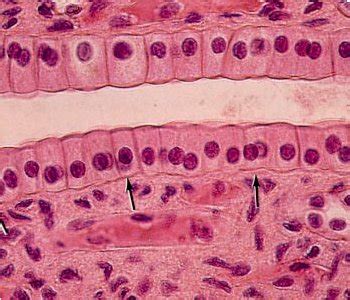 Tejido epitelial simple prismático Biología y Geología