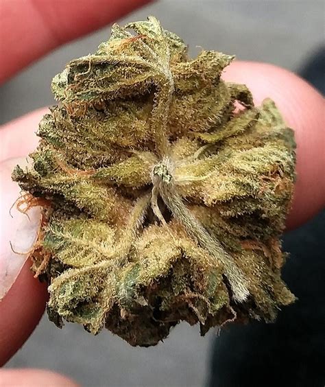 Unfortunately, the wedding cake strain doesn't really taste like a wedding cake, but rather earthy and sour. Wedding Cake! Incredible strain. Illegal state here showin ...