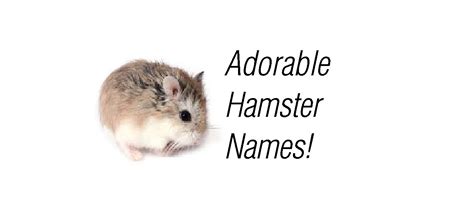 17 toadstool rating for the chatime menu. Dwarf Hamster Names - Dwarf Hamster Types