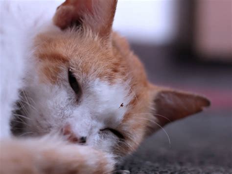 Cara Merawat Kucing Sakit Homecare24