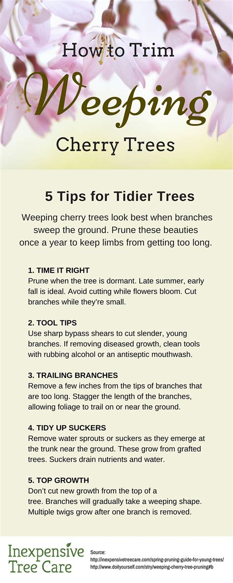 How To Trim A Weeping Cherry Tree Inexpensive Tree Care