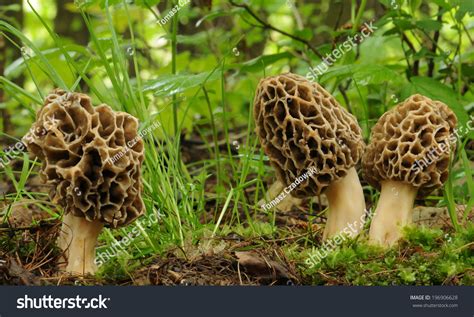 Common Morel Fungus Morchella Esculenta Stock Photo Edit Now 196906628