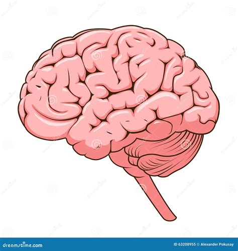 Structure Of The Cerebrum Anatomical Poster The Location Of The Brain