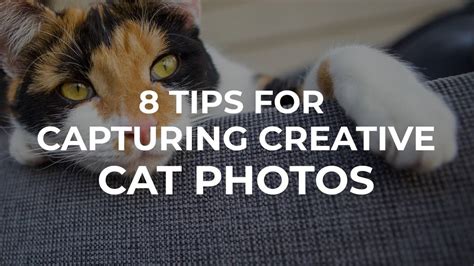 8 Tips For Capturing Creative Cat Photos