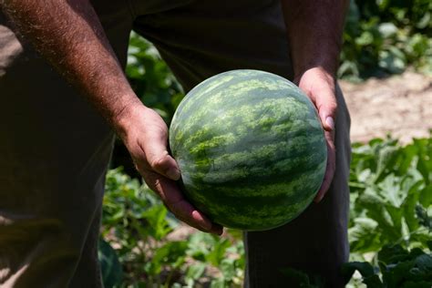 How To Pick A Ripe Watermelon Goodnature