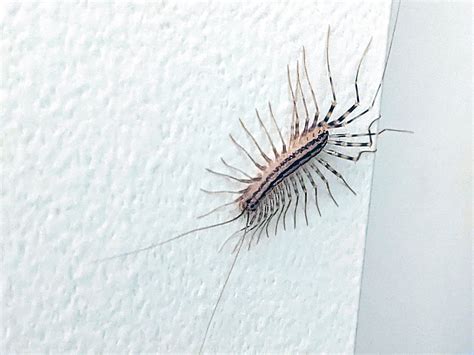 8 Most Common Basement Bugs And Critters Bug News