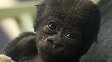 Cute Adorable Baby Gorilla Meets His Sister Youtube