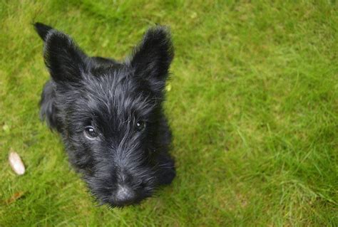 Doxie Scot Scottish Terrier And Dachshund Mix Pictures Guide Info