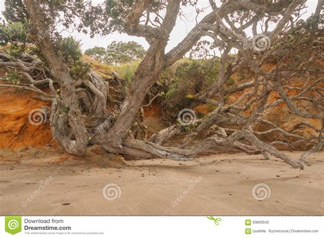 Tree On The Edge Of The Abyss Stock Photo Image Of Environment