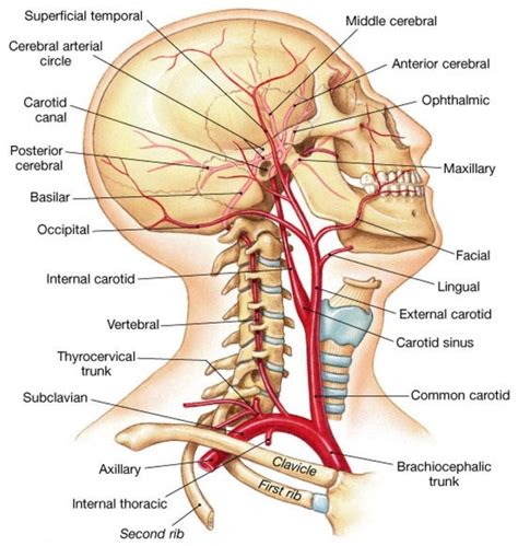 This artery courses upward and to the back and supplies structures in the face and neck, including the teeth and gums, thyroid given its essential role in supplying the head and neck, disorders of or damage to the common carotid arteries can have a serious clinical impact. Where is the artery in the neck? - Quora
