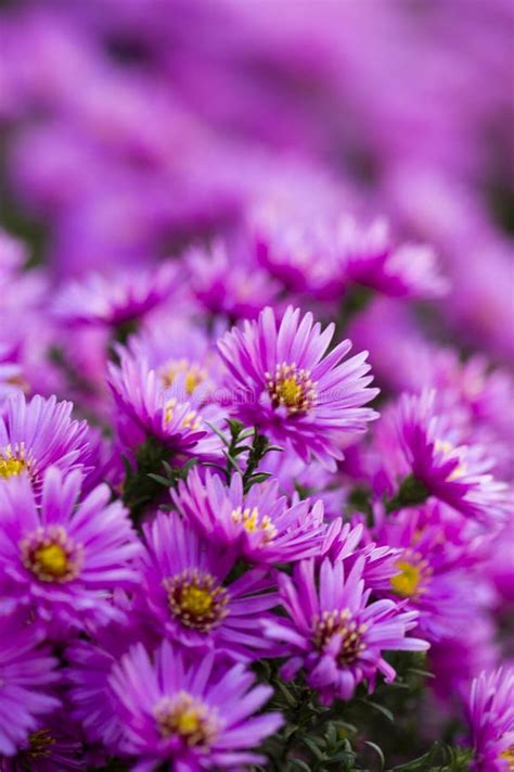 Purple Flower Stock Photo Image Of Purple Flower Gardening 34529332