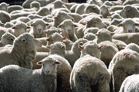 What Is A Flock Of Sheep Called Sheepcaretaker