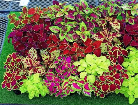 Coleus Blumei Seeds Mix Flowers Beautiful For Planting Non Gmo 100