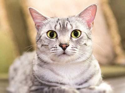 They look like an exotic cat and their lineage may go back as far as ancient. Egyptian Mau - Information, Characteristics, Facts, Names