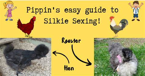 Pippin S Easy Guide To Silkie Sexing BackYard Chickens Learn How To