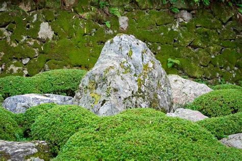 11 Types Of Moss That Grows On Rocks Outdoor Moss