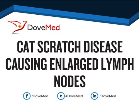 Cat Scratch Disease Causing Enlarged Lymph Nodes