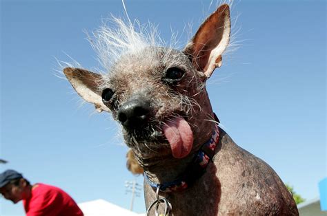 Ugliest Dogs In The World Time