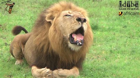 Powerful African Lion Roaring Youtube