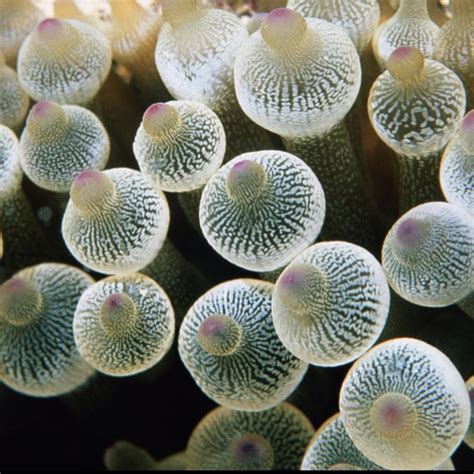 Mushroom Sea Urchins