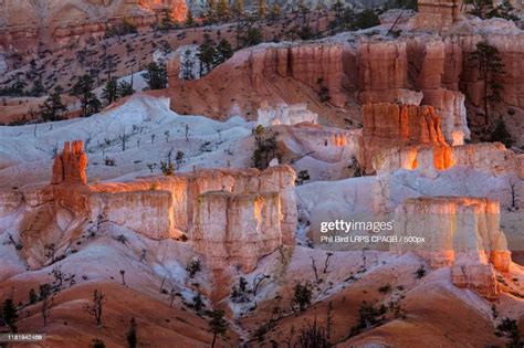 First Rays Of The Sun Striking The Hoodoos In Bryce Canyon High Res
