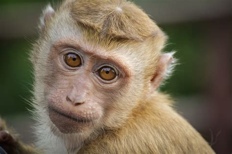 Fotos Gratis Fauna Silvestre Mamífero Primate De Cerca Vertebrado