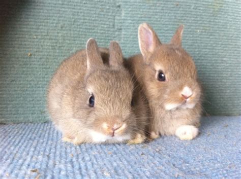Rabbits For Sale In Singapore Sold Opal Netherland Dwarfs Male