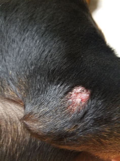 My Dog Has A Wart Like Growth On His Elbow On His Front Leg It